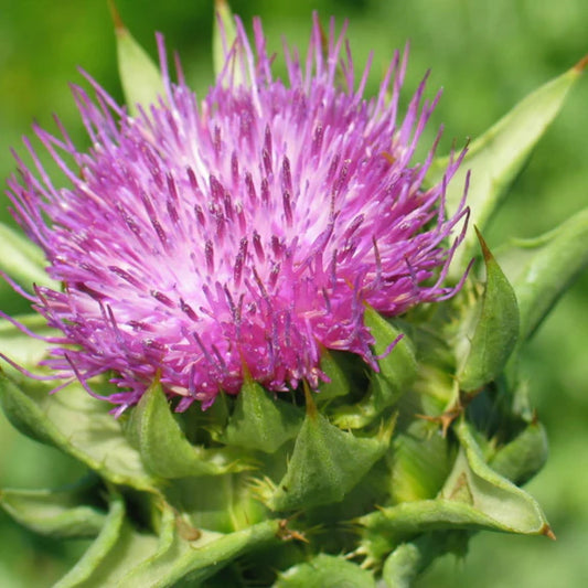 Herb Pharm Milk Thistle 30ml Organic