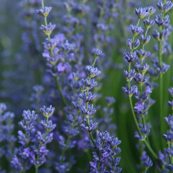 Herb Pharm Lavender 30ml Regenerative Organic Certified®